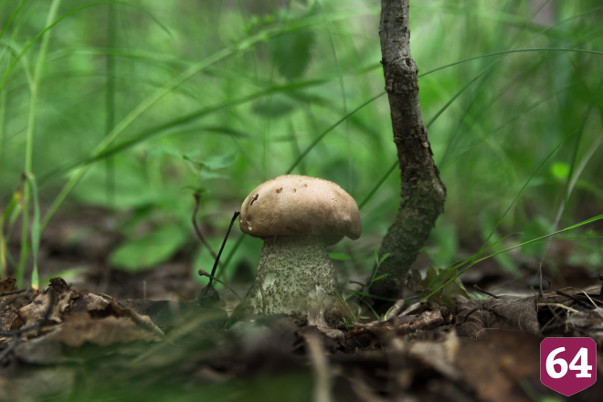 Саратовцы в грозу собрали благородные грибы  