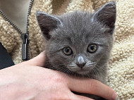 Саратовские ветеринары за один прием «сменили пол» котенку Тошке