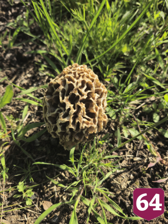Саратовцы собирают сморчки-гиганты тазиками